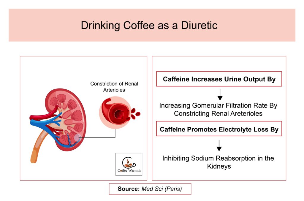 Diuretic nature of coffee