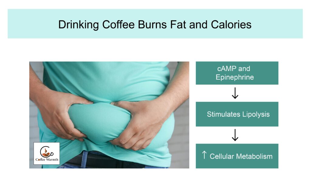 How coffee burns fats and calories