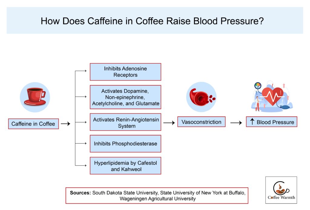 How does caffeine in coffee elevate blood pressure