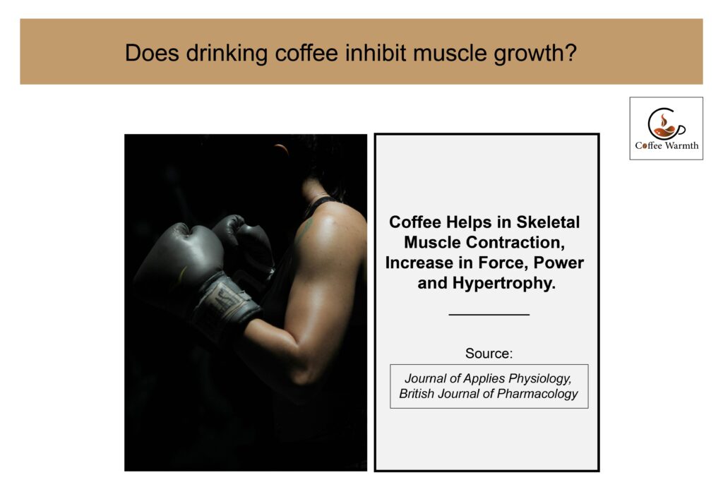 Does coffee stop muscle growth