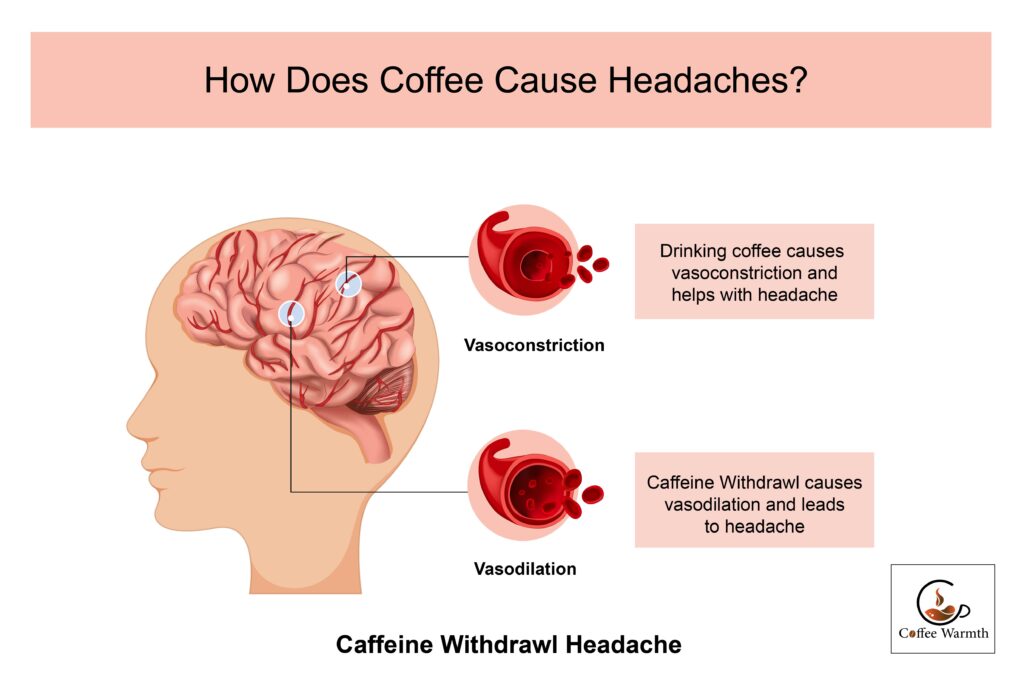 Reason behind Caffeine withdrawal headache