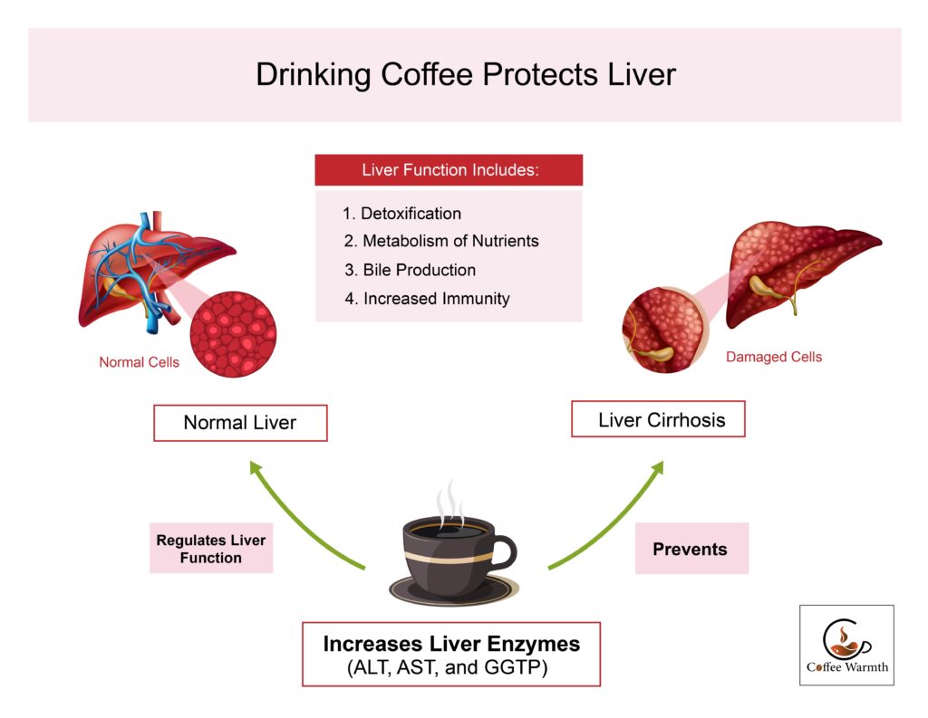 Drinking coffee regulates liver function